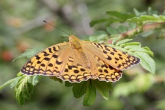 Argynnis vorax