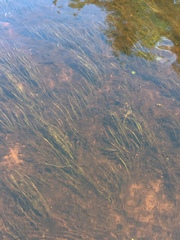 Schoenoplectus subterminalis