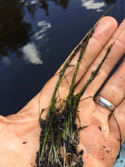 Schoenoplectus subterminalis