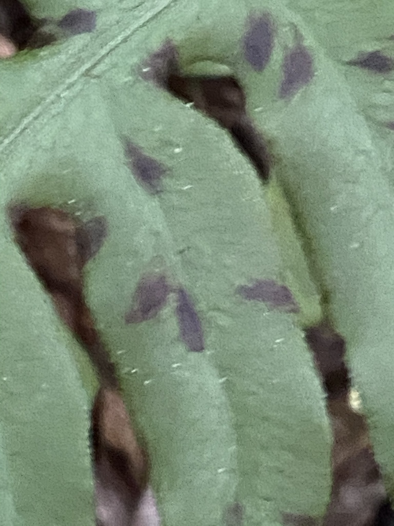 Milesina woodwardiana