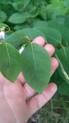 Apocynum androsaemifolium image