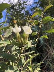 Cantua quercifolia