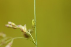 Acyrthosiphon