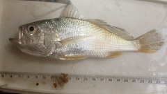 Larimus breviceps