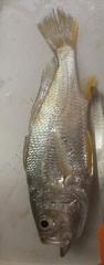 Larimus breviceps