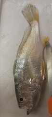 Larimus breviceps