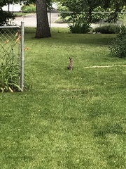 Oryctolagus cuniculus