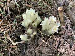 Pityopus californicus