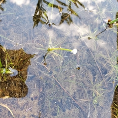 Eriocaulon aquaticum