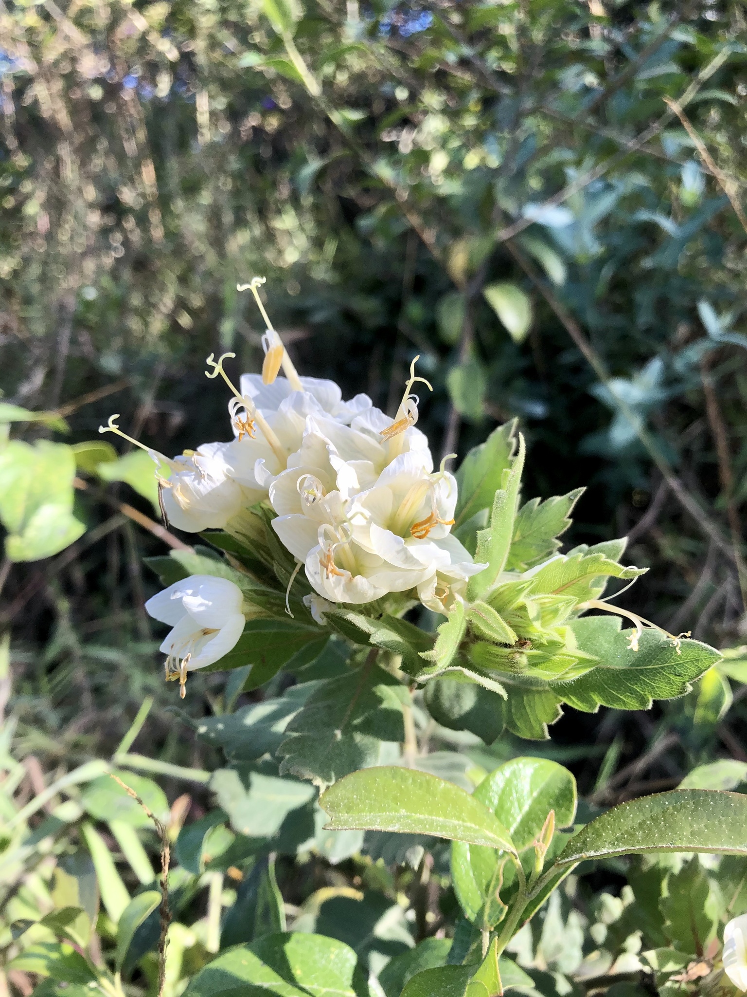 Cantua quercifolia image