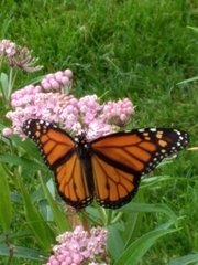 Danaus plexippus