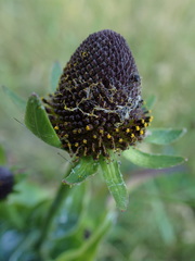 Rudbeckia occidentalis