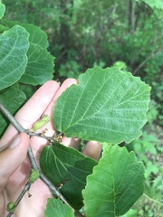 Hamamelis virginiana