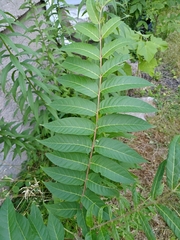 Ailanthus altissima