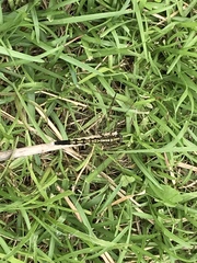 Orthetrum albistylum