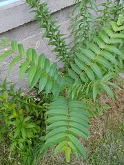 Ailanthus altissima