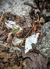 Macaria notata