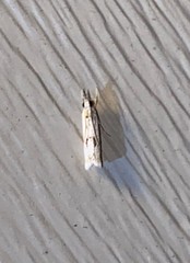 Microcrambus kimballi