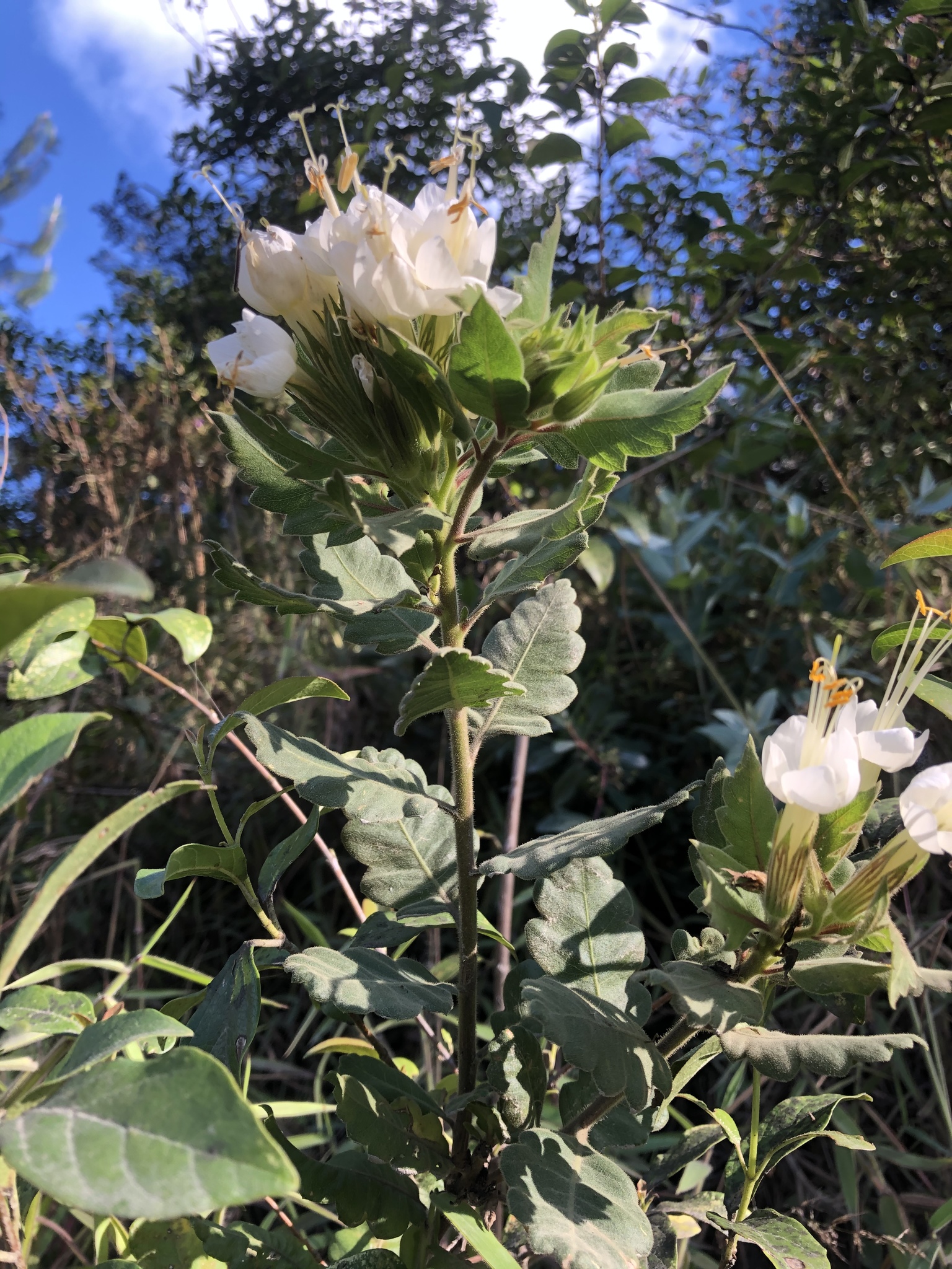 Polemoniaceae image