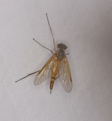 Rhagio hirtus