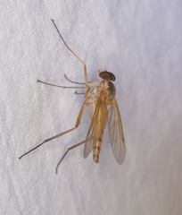 Rhagio hirtus
