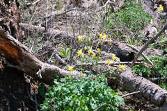 Aquilegia chrysantha