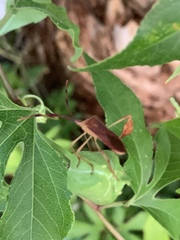 Chondrocera laticornis