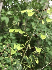 Hylodesmum glutinosum