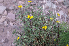 Heliopsis parvifolia