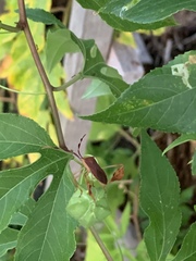 Chondrocera laticornis