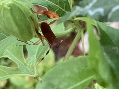 Chondrocera laticornis