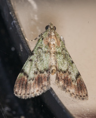 Epipaschia superatalis