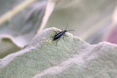 Epicauta cinctipennis