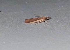 Peoria roseotinctella