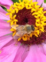 Apis mellifera