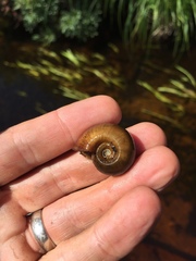 Planorbella campanulata