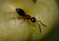 Conostigmus