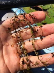 Utricularia intermedia
