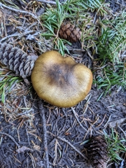 Cortinarius clandestinus