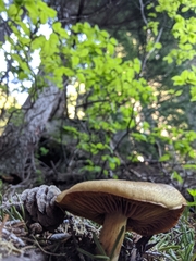 Cortinarius clandestinus