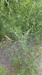 Melilotus albus image