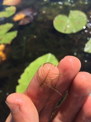 Myriophyllum sibiricum