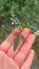 Melilotus albus image