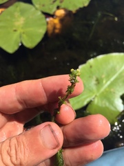 Myriophyllum sibiricum