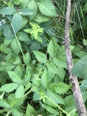 Agrimonia gryposepala