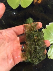 Myriophyllum sibiricum