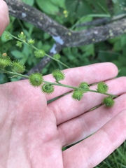 Agrimonia gryposepala