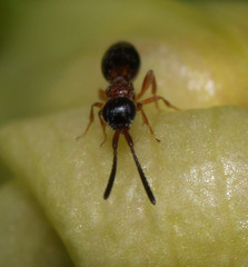 Conostigmus