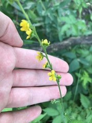 Agrimonia gryposepala