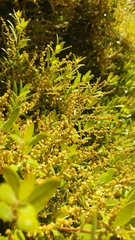 Chrysolepis sempervirens